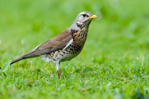 Fieldfare (Turdus pilaris) Fuerstenfeldbruck