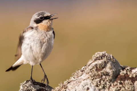 Northern Wheatear (Oenanthe oenanthe)