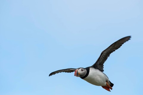 Puffin (Fratercula arctica)
