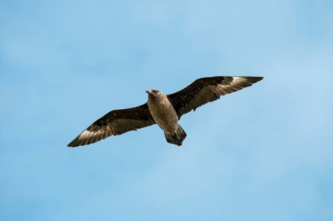 Skua (Stercorarius skua) in observation flight