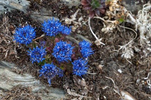 Sheep's Bit Scabious or Blue Bonnets (Jasione montana)