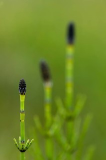 Field Horsetail or Oblivion Horsetail (Equisetum arvense)