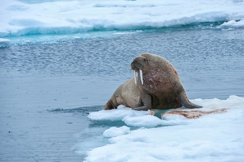 Walrus (Odobenus rosmarus)