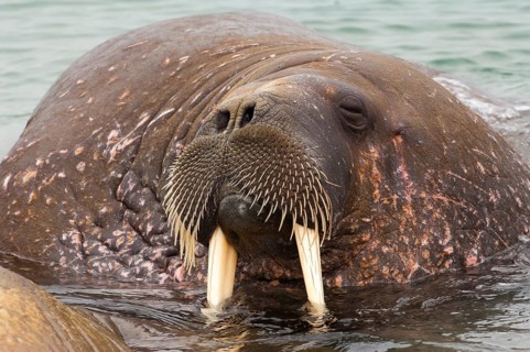 Walrus (Odobenus rosmarus)