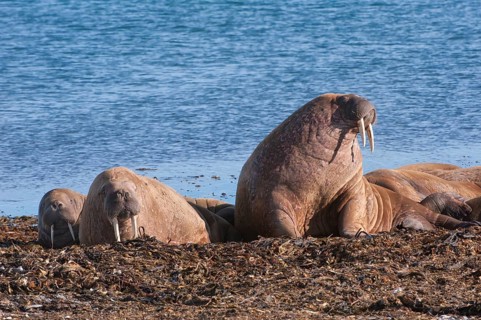 Walruses (Odobenus rosmarus)