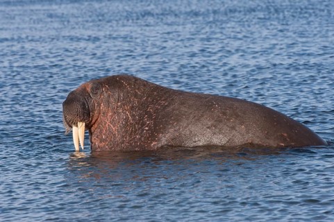 Walrus (Odobenus rosmarus)