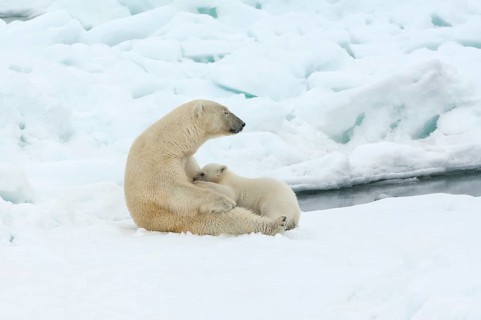 Female Polar bear (Ursus maritimus) feeding a cub