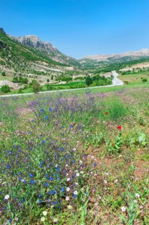 Landscape