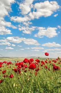 Field of Poppies (Papaver sp.)