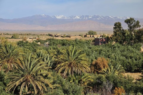 Palms in the Draa Valley against the backdrop of the High Atlas Mountains