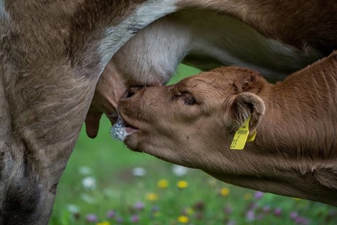 Suckling calf on meadow