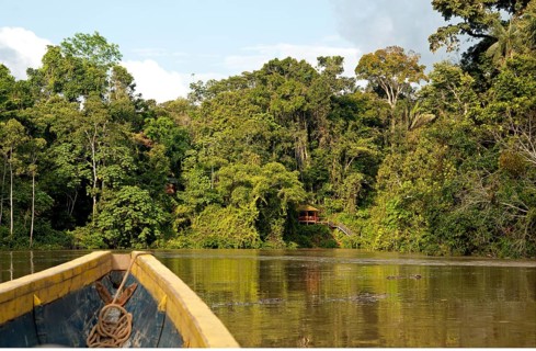 Tropical rainforest on the Tiputini river