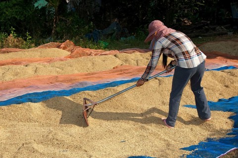Farmer spreading rice to dry on a plastic tarp on the ground
