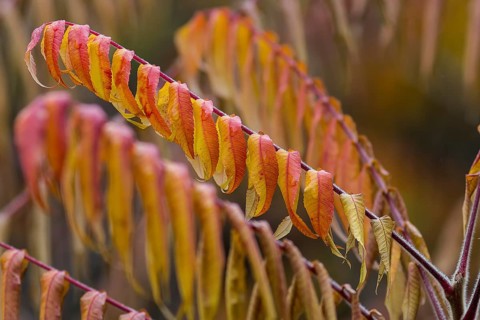 Staghorn Sumac (Rhus typhina)