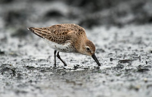 Dunlin (Calidris alpina)