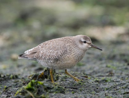 Red Knot (Calidris canutus)
