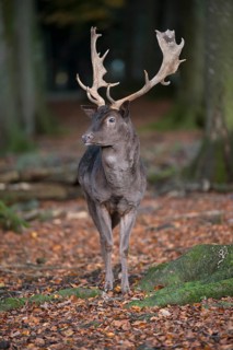 Fallow Deer (Dama dama)