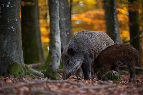 Wild boars (Sus scrofa)