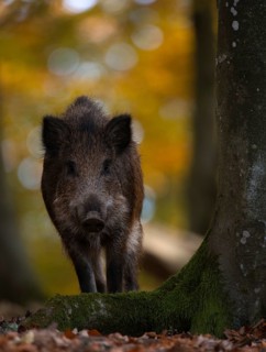 Wild boar (Sus scrofa)