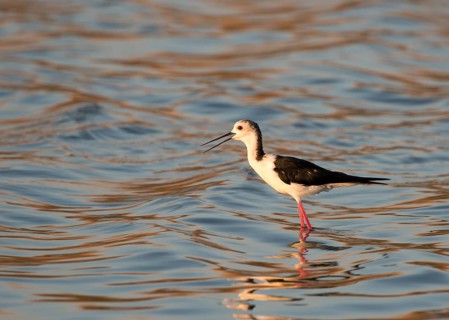 Black-winged Stilt (Himantopus himantopus)