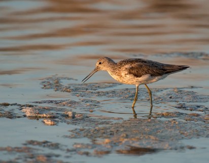 Common Greenshank (Tringa nebularia)