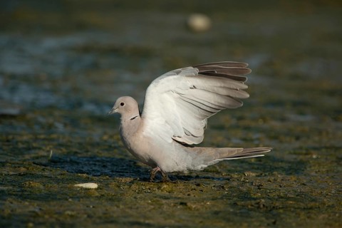 Collared Dove (Streptopelia decaocto)
