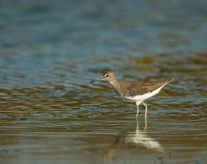 Green Sandpiper (Tringa ochropus)