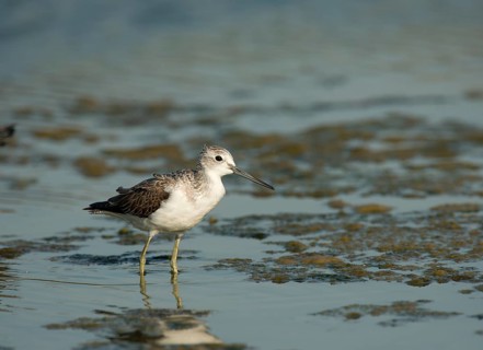 Common Greenshank (Tringa nebularia)