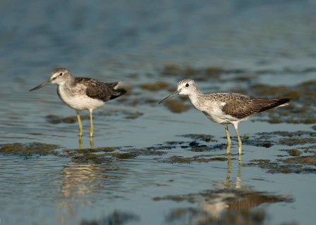Common Greenshanks (Tringa nebularia)