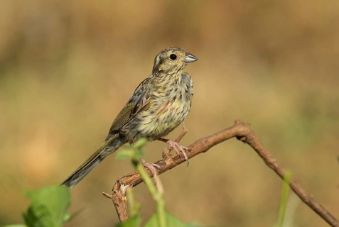 Cirl Bunting (Emberiza cirlus)