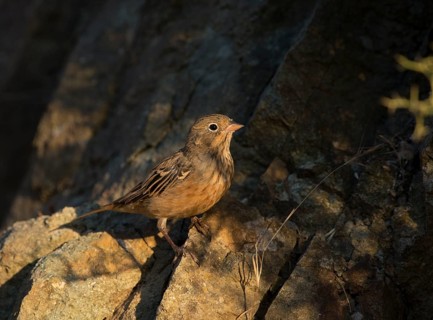 Cretzschmar's Bunting (Emberiza caesia)