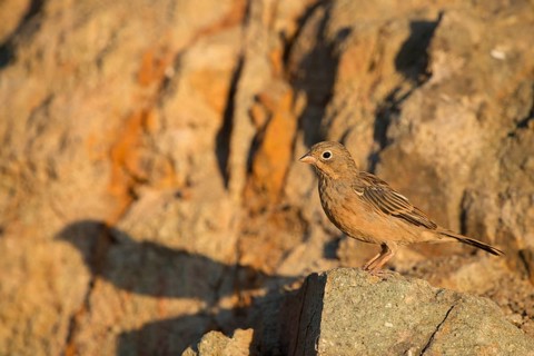 Cretzschmar's Bunting (Emberiza caesia)