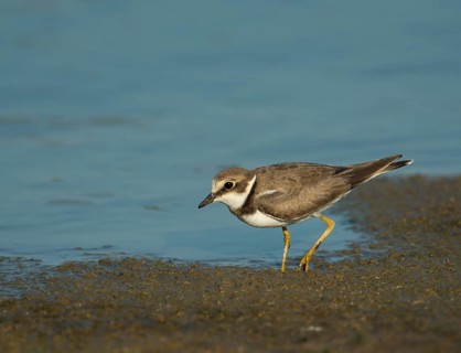 Little Ringed Plover (Charadrius dubius)