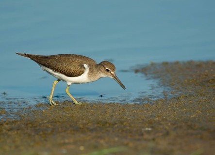 Common Sandpiper (Actitis hypoleucos)