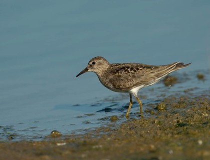 Temminck's Stint (Calidris temminckii)