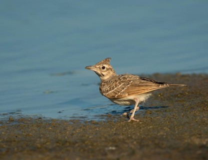 Calandra Lark (Melanocorypha calandra)