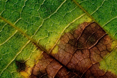 Leaf with a brownish discoloration