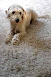 Mongrel with light fur sitting on a carpet with the same color
