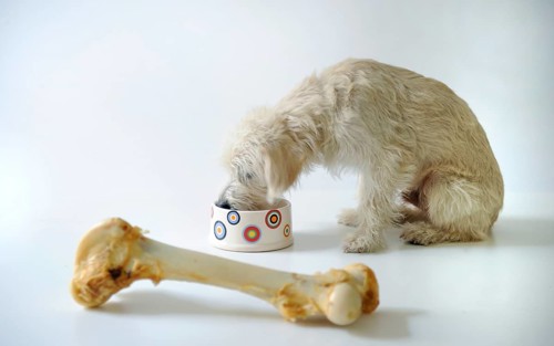 Terrier mix feeding from a bowl beside a large dog bone