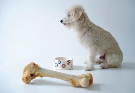 Terrier mix beside a bowl and a large dog bone