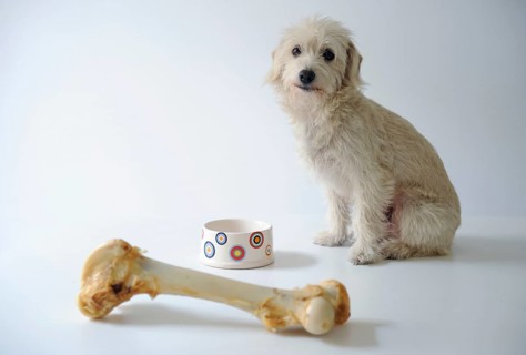 Terrier mix beside a bowl and a large dog bone