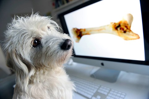 Mongrel Terrier looking at a computer screen with a bone