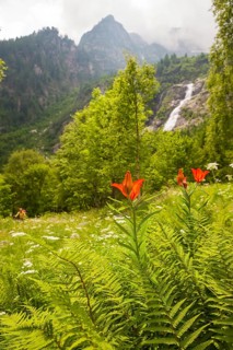 Fire Lily (Lilium bulbiferum) with hikers in Val Calneggia