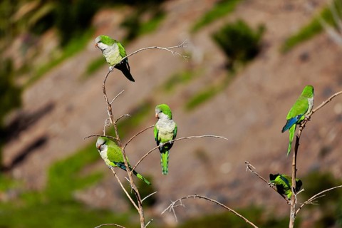 Monk Parakeet or Quaker Parrots (Myiopsitta monachus)
