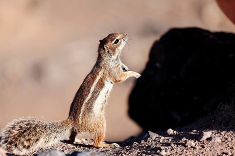 Barbary Ground Squirrel (Atlantoxerus getulus)