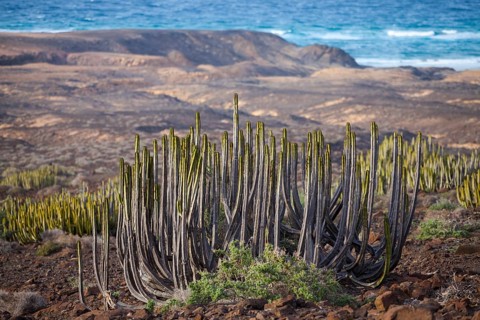 Canary Island Spurge or Hercules Club (Euphorbia canariensis)