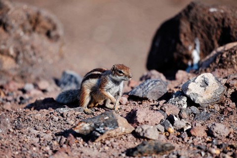 Barbary ground squirrel (Atlantoxerus getulus)