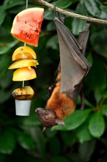 Flying fox (Pteropus sp.) on feeding site