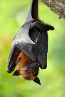 Flying fox (Pteropus sp.)
