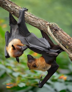 Two flying foxes (Pteropus sp.) argueing